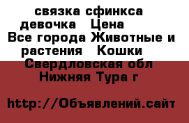 связка сфинкса. девочка › Цена ­ 500 - Все города Животные и растения » Кошки   . Свердловская обл.,Нижняя Тура г.